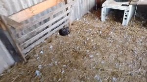 14 ноября, есть положительный результат в курятнике