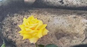 Побежали гулять и радоваться хорошей погоде.