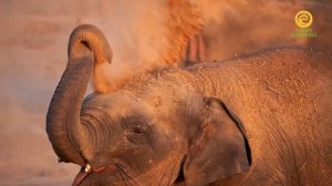 Изумрудный лес. Анонс. Канал В Мире Животных