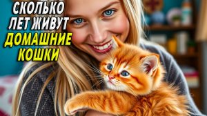 Сколько лет живут домашние кошки