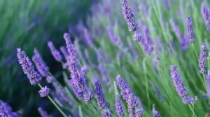 Гаряев-Матрицы.РФ__Секретик для запуска исцеления матрицами Гаряева Шаг первый - метод сбалансир