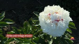 Посиделки у камина: обзор цветения сеянцев пионов Ворошиловой А.Б.! Часть 2 / Сад Ворошиловой