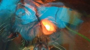 Красноухие черепахи 🐢 день 20-11-2025. Колонка Маруся рассказывает анекдоты! 🤣