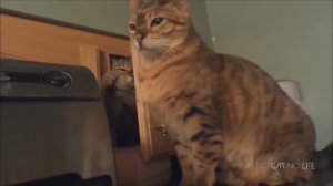 Кошки. Самая смешная подборка