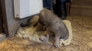 ИМПЕРИЯ ТИТАНОВ.ИШХАН И МАФИЯ.ПЕРВОЕ ЗНАКОМСТВО МАЛЫША ИШХАНА С ДОМОМ И С МАФИЕЙ#гампр#