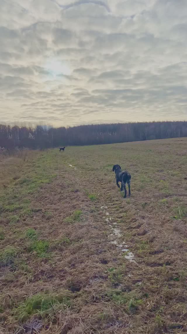 Щенок впервые секундирует взрослой собаке #Shorts смотреть онлайн