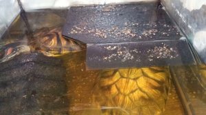 Красноухие черепахи 🐢 вечер 20-11-2025. колонка Алиса рассказывает анекдоты!