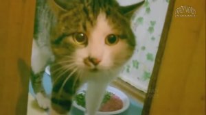 Говорящие кошки