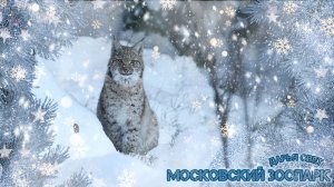 Рысь. Ушки-кисточки и пушистые лапки. Рыси что-то не поделили. Московский зоопарк. Осень 2025