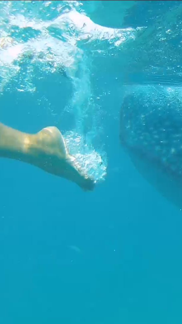 В воде с акулами