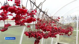 Башҡортостанда балан йыйыу миҙгеле