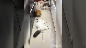 День абсурда !😃👍