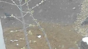 Без звука. Голуби. Снег. 10 апреля 2025. DSCN6217