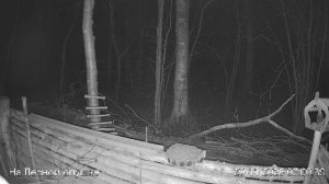 LIVE: На лесной опушке. Природа онлайн