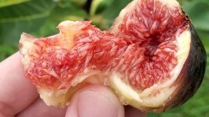 Инжир настоящий Королевский и это Абхазский фиолетовый от Small Gardens