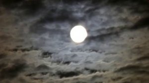 Анастатика Иерихонская роза Каф Марьям Anastatica #anastaticaru