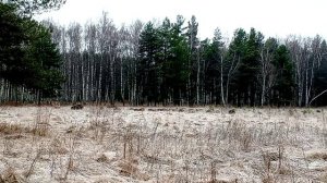 Сегодня 19 ноября 2025 года всего 300 метров от карьер Кизавода посёлок Никологоры