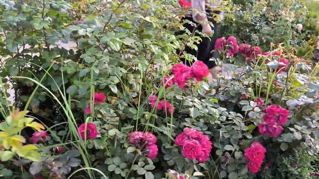 Сочи-прогулка по парку Ривьера.