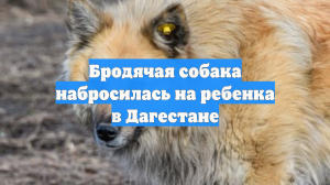 Бродячая собака набросилась на ребенка в Дагестане