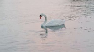 Музыка для отдыха