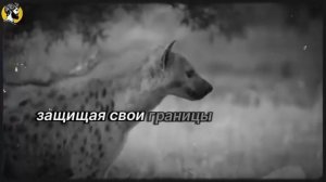 (97 УРОК) Почему женщины не могут устоять перед труднодоступными СТОИЦИЗМ