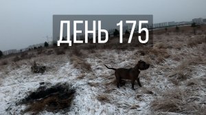 День 175