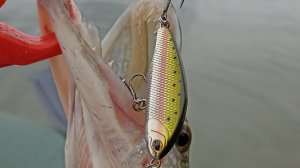 Распаковка посылки с воблером Kosadaka Gravy-4 XS 44S