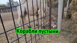 Корабли пустыни