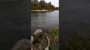 В лесу у Хопра (моё личное стихотворение)