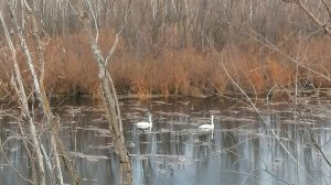 БЕЛАЯ ЛЕБЁДУШКА... На стихи Розы Сиротиной