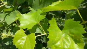 Лист как медицинская карта: Диагностика болезней и вредителей винограда.