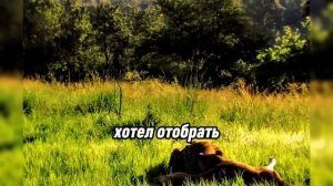 Столкновения короля Львов и редкого белого льва 😱