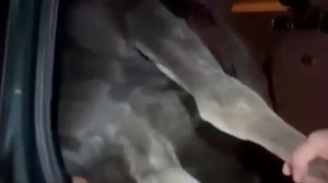 Видео от Аварийка LIVE | ДТП и ЧП России