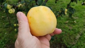 Золотое летнее - сорт яблони