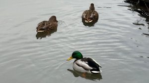 Ялта, здесь местные не купаются