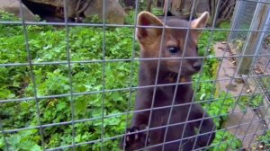 Баргузинский Соболь