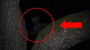 Паранормальное существо криптид или инопланетяне в лесу живут