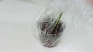 Новый эксперимент. Ель заболела. Геоциниы набирают силы. Установила кормушку для птиц.