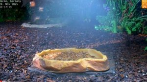 Мыши вышли погулять