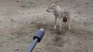 охота на волков 2025 часть 3