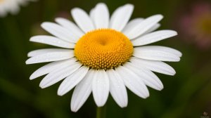 Как в детстве погадала на ромашку