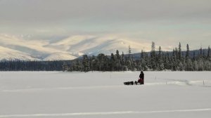 Аляскинские хаски в Хибинах