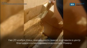 В «Фениксе» новый пациент - аист из Кировского района