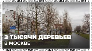 Более 3 тыс деревьев высадят на трех улицах в Москве