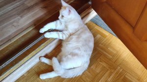 Завтрак. Укрепляю выкройки. Повесила ёлку. Дневник за 20 ноября 2025 год