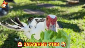 Забавные утки мускусные и пекинские на свободном выгуле со своими друзьями ч.(290) ❣️🤗😂