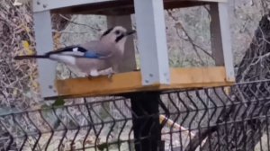 Сойка в ЖК Кипарис Сукко 20 Ноября 2025 года