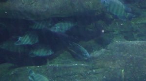 ПОНАБЛЮДАЕМ.Видео Татьяны Крестьянсковой