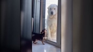 Видео от МЭН - Мне Это Нравится