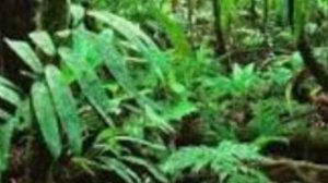 Джэк чикен терминадет